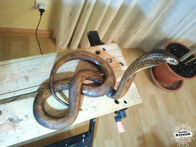 Isma. Cobra tallada. 2016